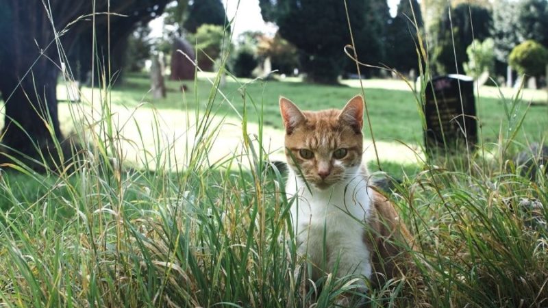 Cimitero per animali operativo in campania